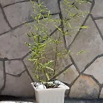 דירה Hajdi *