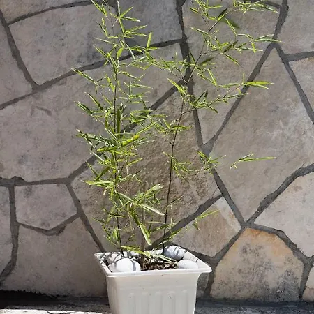 아파트 Hajdi *
